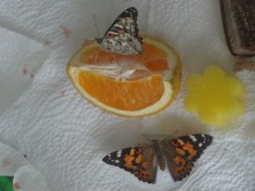 Schmetterlingsprojekt08.jpg