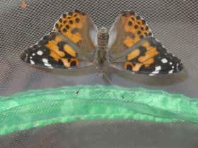 Schmetterlingsprojekt20.jpg